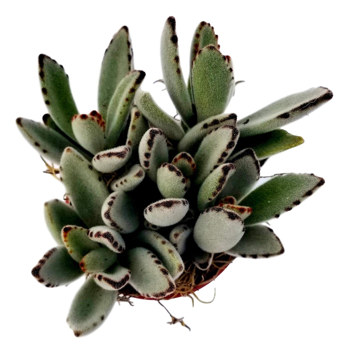Fat Plants San Diego Succulent Plant(s) Fully Rooted in 4 inch Planter Pots with Soil - Real Live Potted Succulents/Unique Indoor Cactus Decor (1, Kalanchoe Panda Plant)