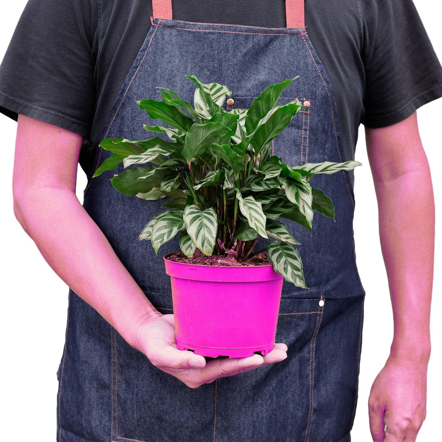 Calathea Concinna 'Freddie' in 4in Pot - Live Tropical Houseplant - Easy to Grow | Air Purifying | Pet Friendly | Variegated | USA Growers | The Snobby Leaf