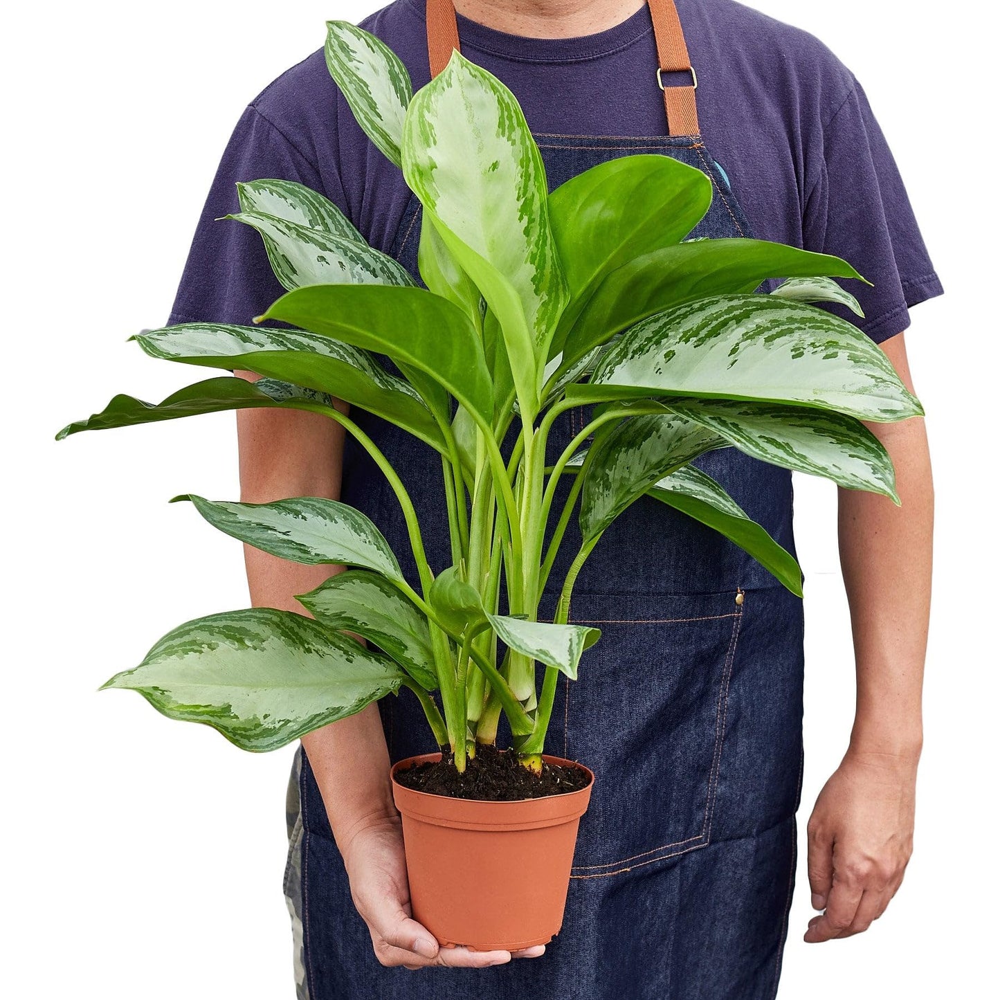 5 Pack Chinese Evergreen 'Silver Bay' in 6in Pot - Live Plants Tropical Houseplants | Variegated | USA Growers | The Snobby Leaf