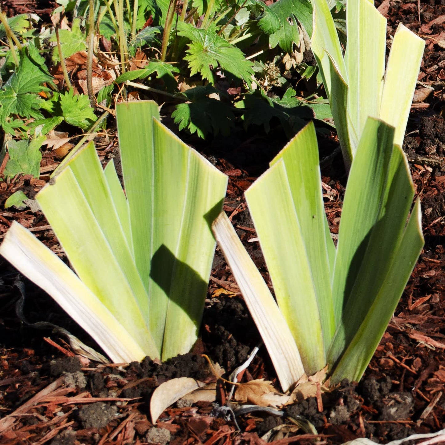Swingtown Bearded Iris Plant Potted, Fragrant Hot Pink and Purple Flowers, Stargazer Perennials