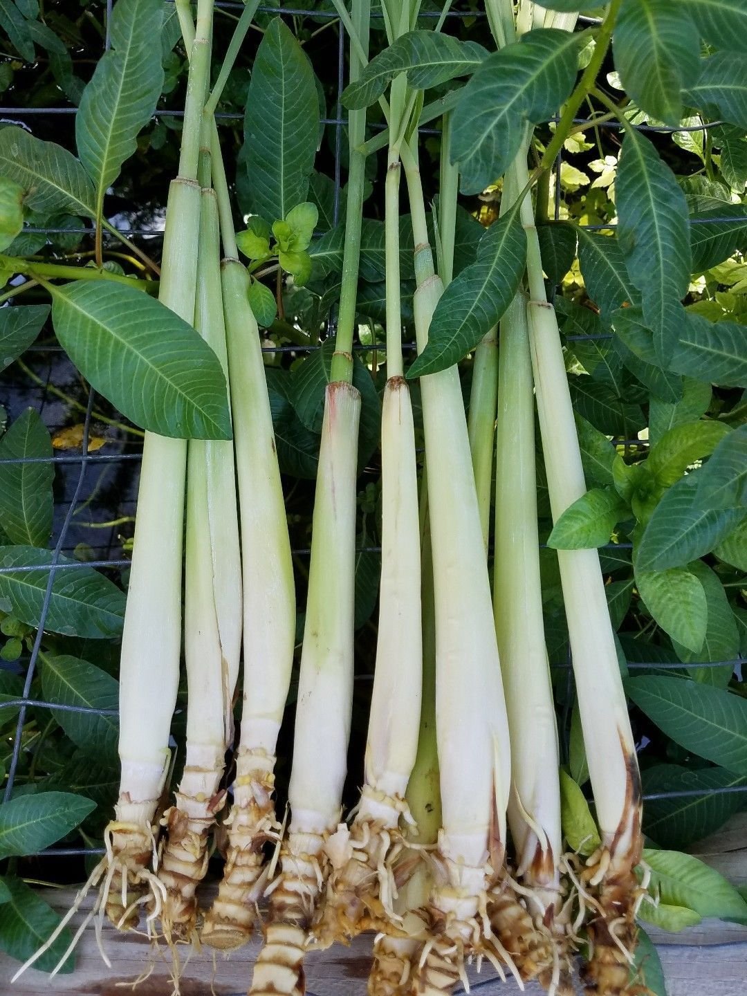 5 Fresh Lemongrass Cutting, Cymbopogon, mosquito Repellent live Organic plant