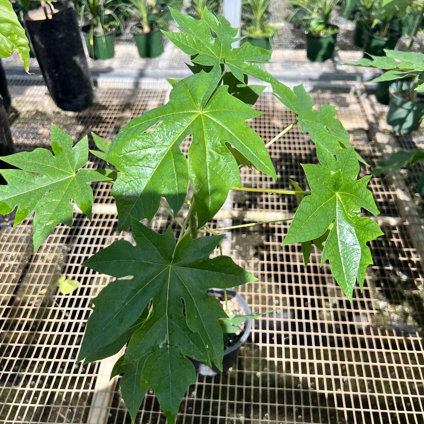 Live Plant - Hanging Papaya (Carica Papaya) Live Fruit Tree 1β-2β