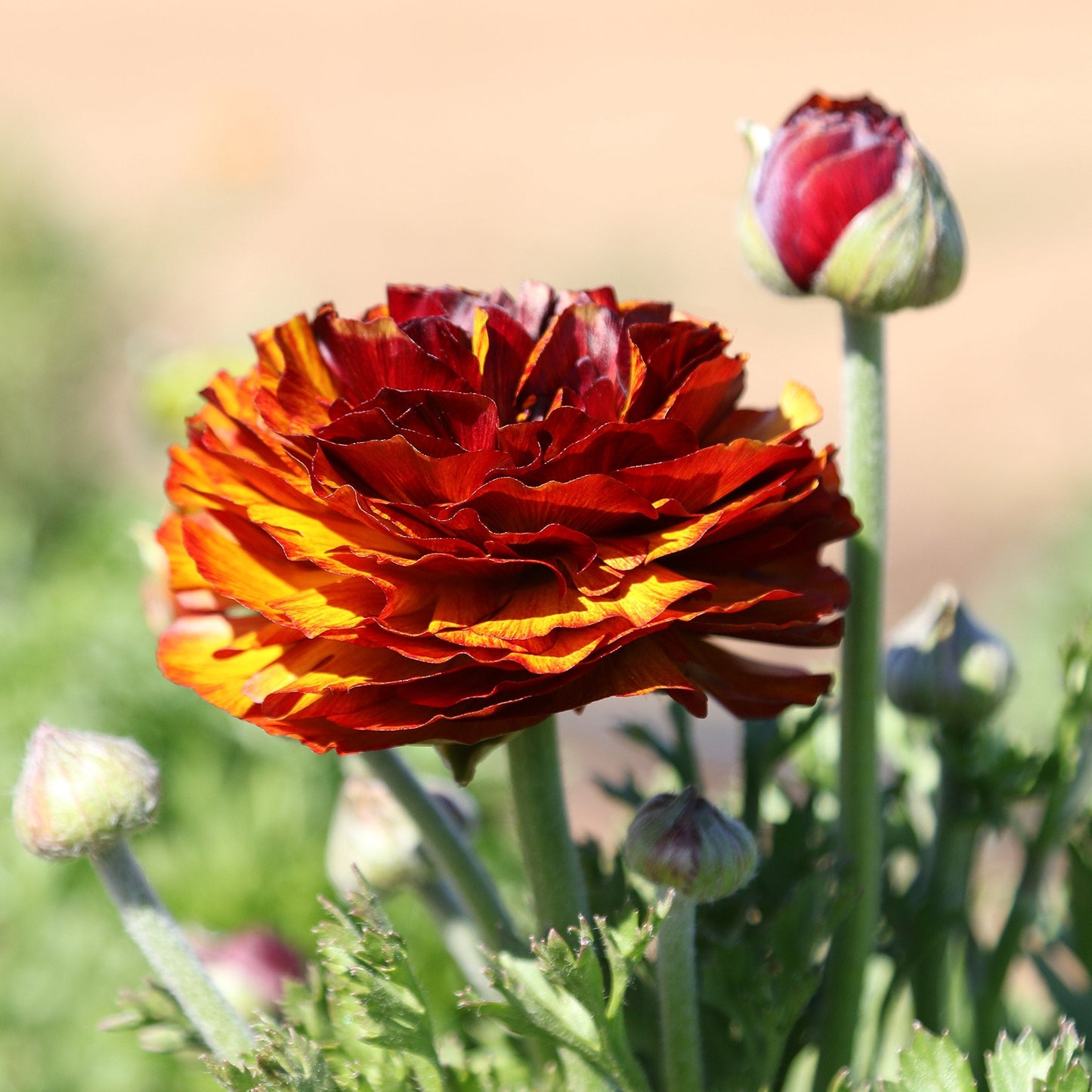 Easy to Grow Ranunculus Tecolote Picotee Mix 10 Flower Bulbs - Spring Bicolor Picotee Blooms in Sun, Carlsbad Flower Fields, Great for Cutting
