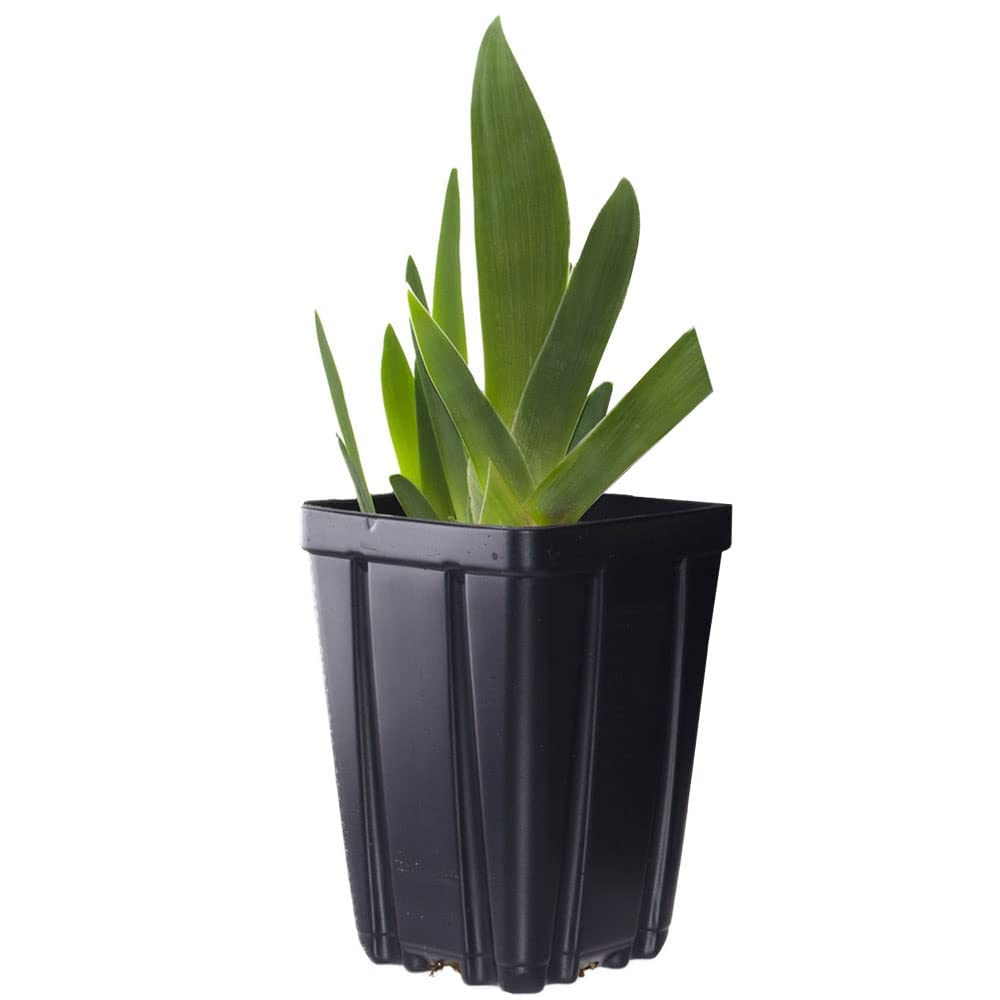 Black Suited Bearded Iris Plant Potted - Fragrant Black Flowers, Stargazer Perennials