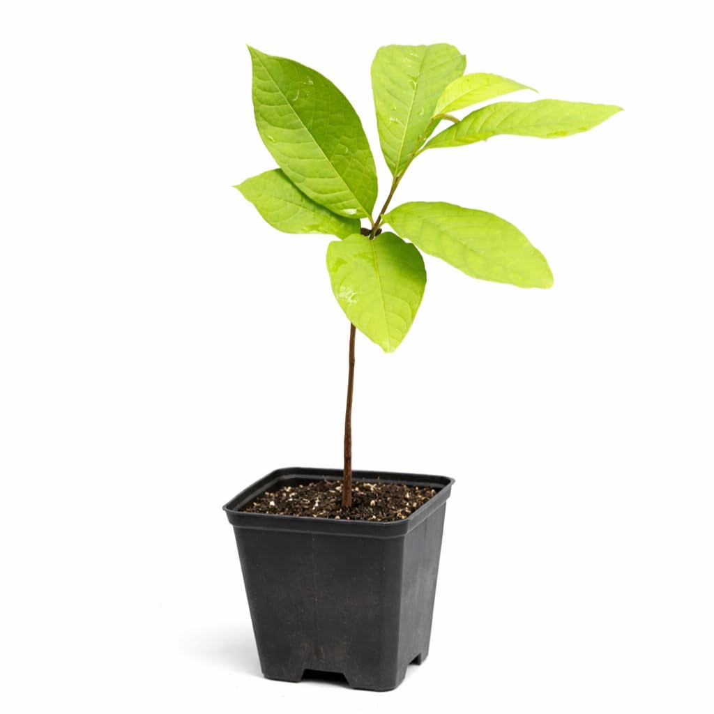 3 Paw Paw Trees - 6-12" Tall Seedlings - Live Plants - Rare Hardy Edible Fruit - Asimina triloba - (3 Pack)