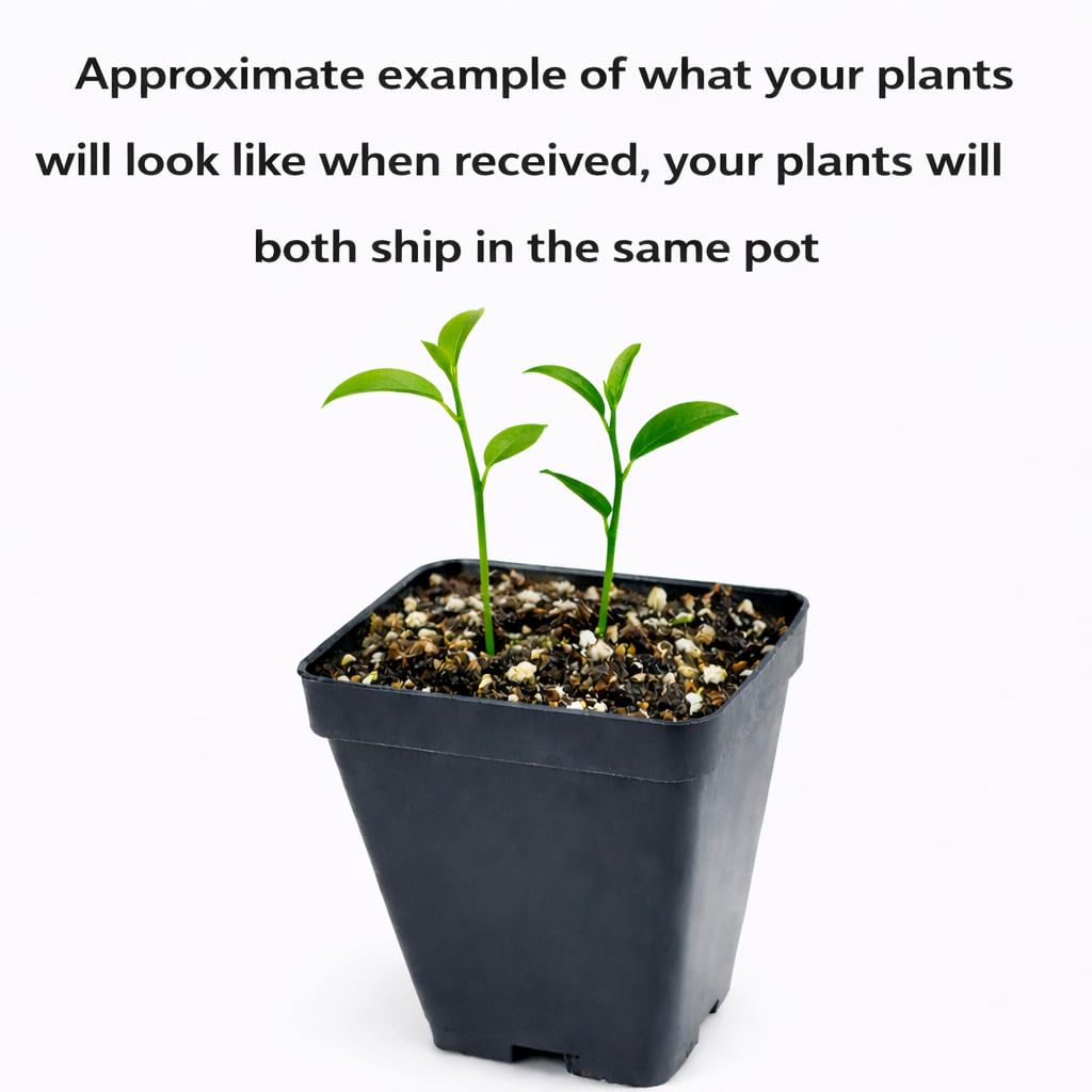 2 Valencia Orange Trees - 2-5 Inch Tall Live Plants - Potted Indoor/Outdoor Fruit Seedlings - Citrus sinensis 'Valencia' - (2 Pack)