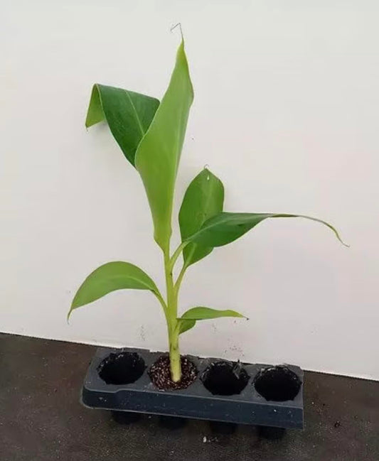 Grand Nain Banana Starter Plant - Live Banana Tree - 4-6 inches Tall (Grand Nain)