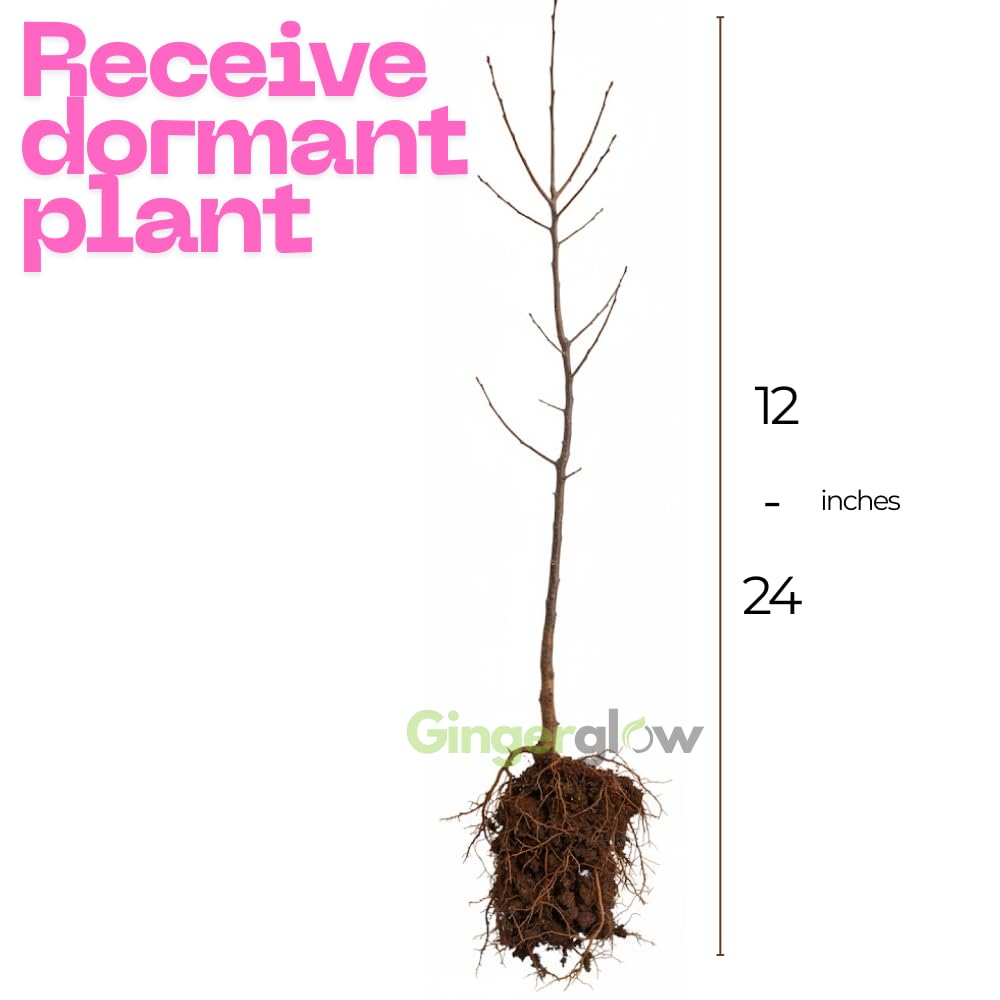 (No Ship to CA) Persimmon Tree Live Plant | Quart Size Pot | Low Maintenance Deciduous Flowering Tree | Robust Established Plant for Home Garden | Dormant Plant