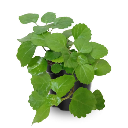 2 Green Swedish Ivy Plants, 3 Inc to 6 Inc Tall Seedling, House Plant Live, Live Swedish Ivy Plants, Swedish Ivy Live Plants