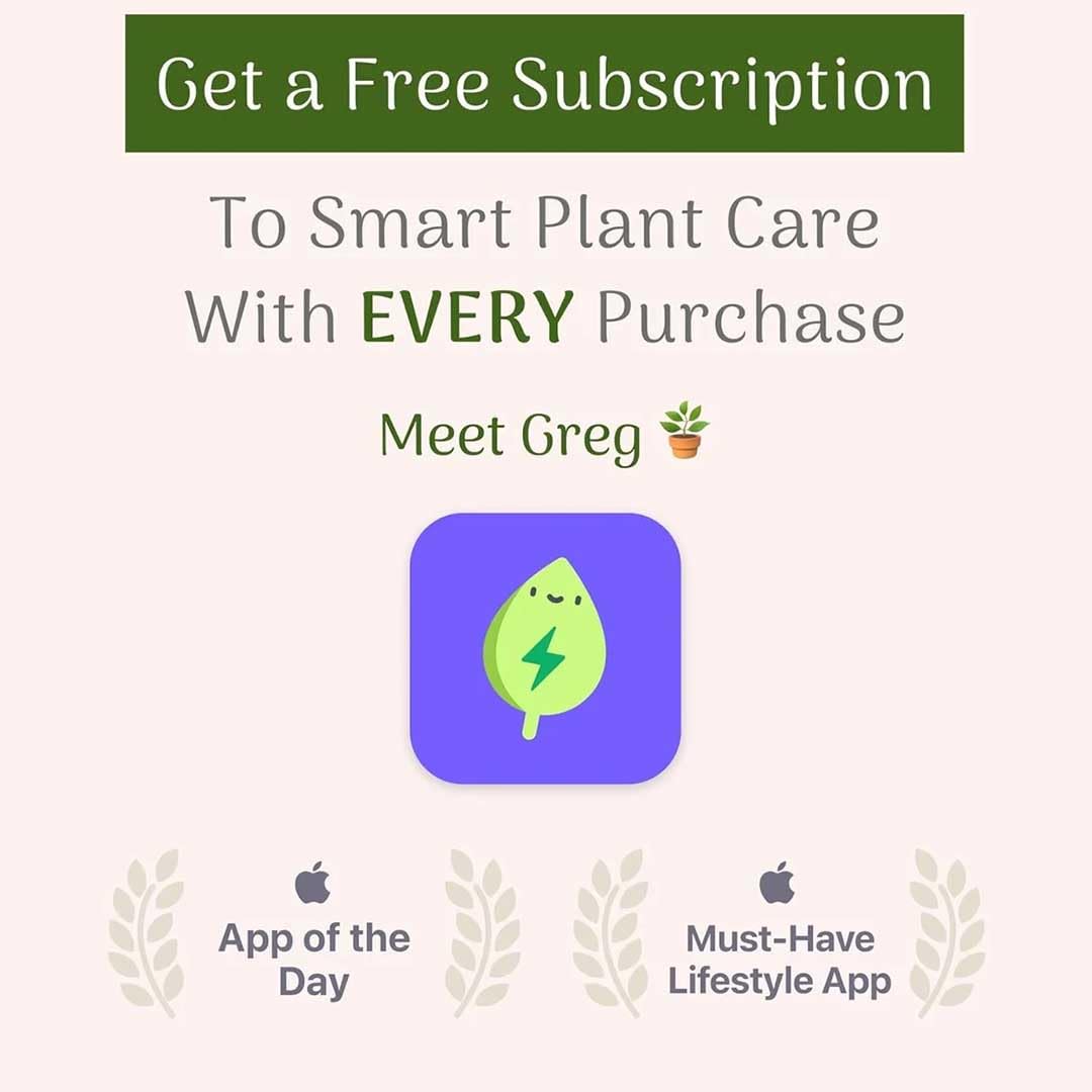 American Plant Exchange Golden Pothos 4-Inch Pot – Easy-Care Trailing Houseplant, Air-Purifying Vine for Home & Office, Low-Maintenance Indoor Plant for Hanging Baskets & Shelves