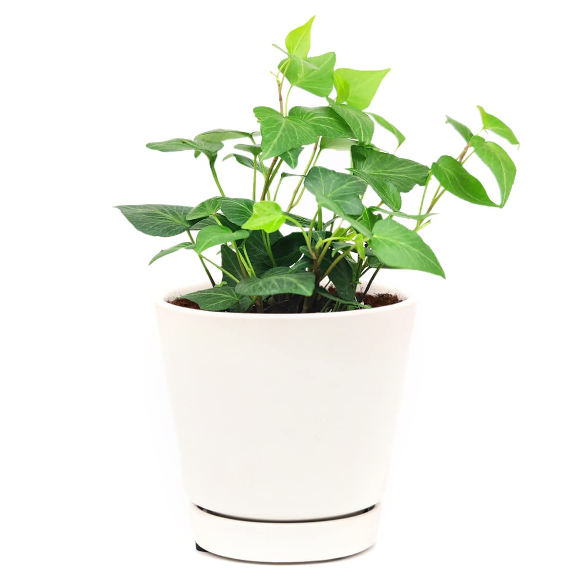 Green Ivy Plant (4" Grower Pot) - Heart-Shaped Green Leaves Houseplant for Home Decoration - Air Purifying, Easy to Grow Houseplant
