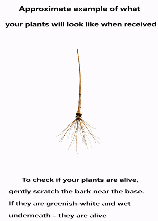 2 Black Elderberry Trees - 6-12" Tall Live Plants - Antioxidant-Rich Berry Fruit Shrubs - Sambucus Canadensis - (2 Pack)
