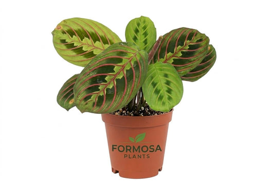 Red Maranta Prayer Plant - 1 Live Plant in a 2 Inch Pot - Striking Red-Veined Foliage, Easy Care Tropical Indoor Houseplant - Maranta leuconeura 'Erythroneura'