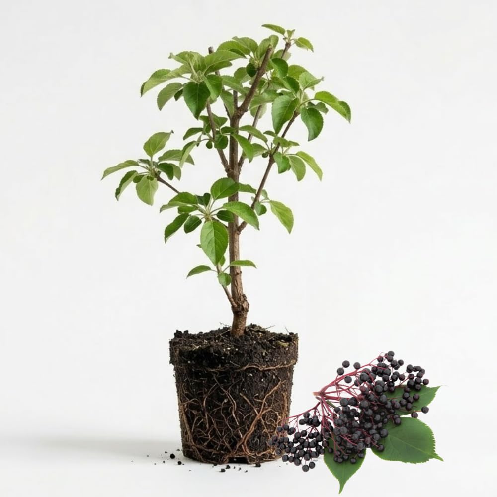 2 Black Elderberry Live Bare Root Plants | 8-12" Cold-Hardy Rooted Cuttings | Fast-Growing Deciduous Fruit Trees for Backyard and Patio | Easy to Care and Maintain