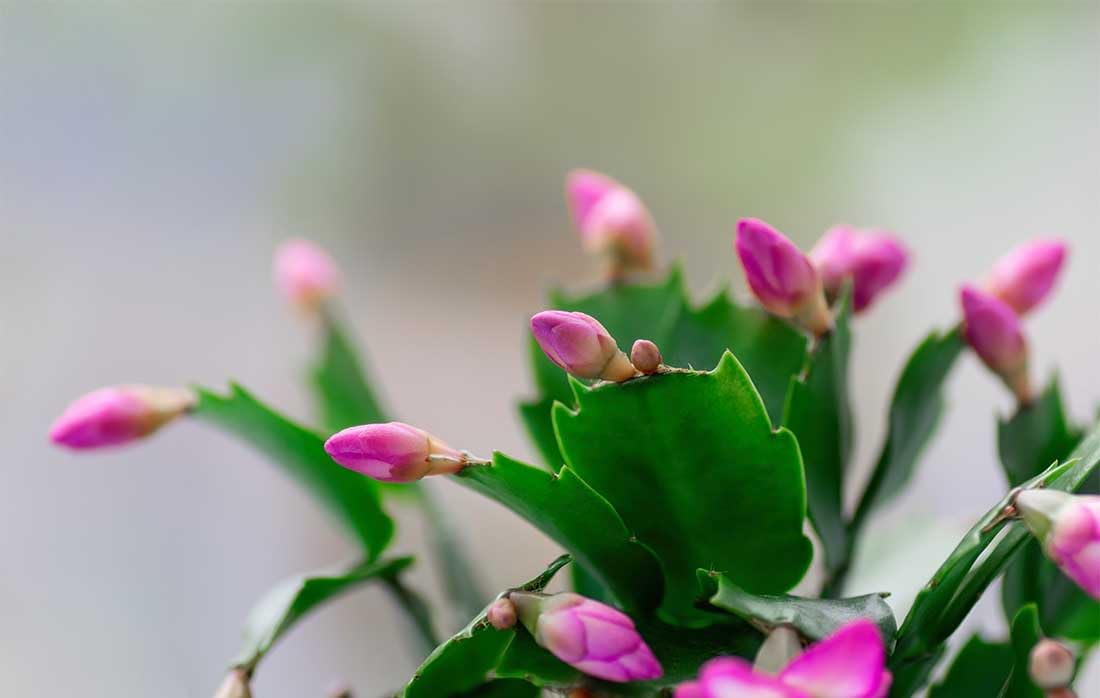 American Plant Exchange Live Christmas Cactus 3-Pack – 4-Inch Pot Cover – Easy Care Flowering Succulents with Festive Blooms for Holiday Home Décor, Kitchens, Offices & Indoor Winter Displays