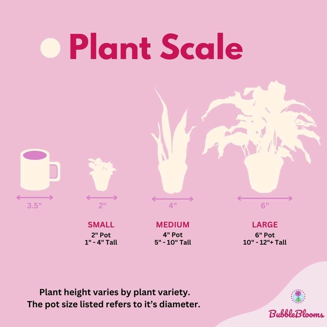 BubbleBlooms Rare Alocasia Assortment, 2 inch Set of 3, Jewel, Jacklyn, Cuprea Pixie Plants