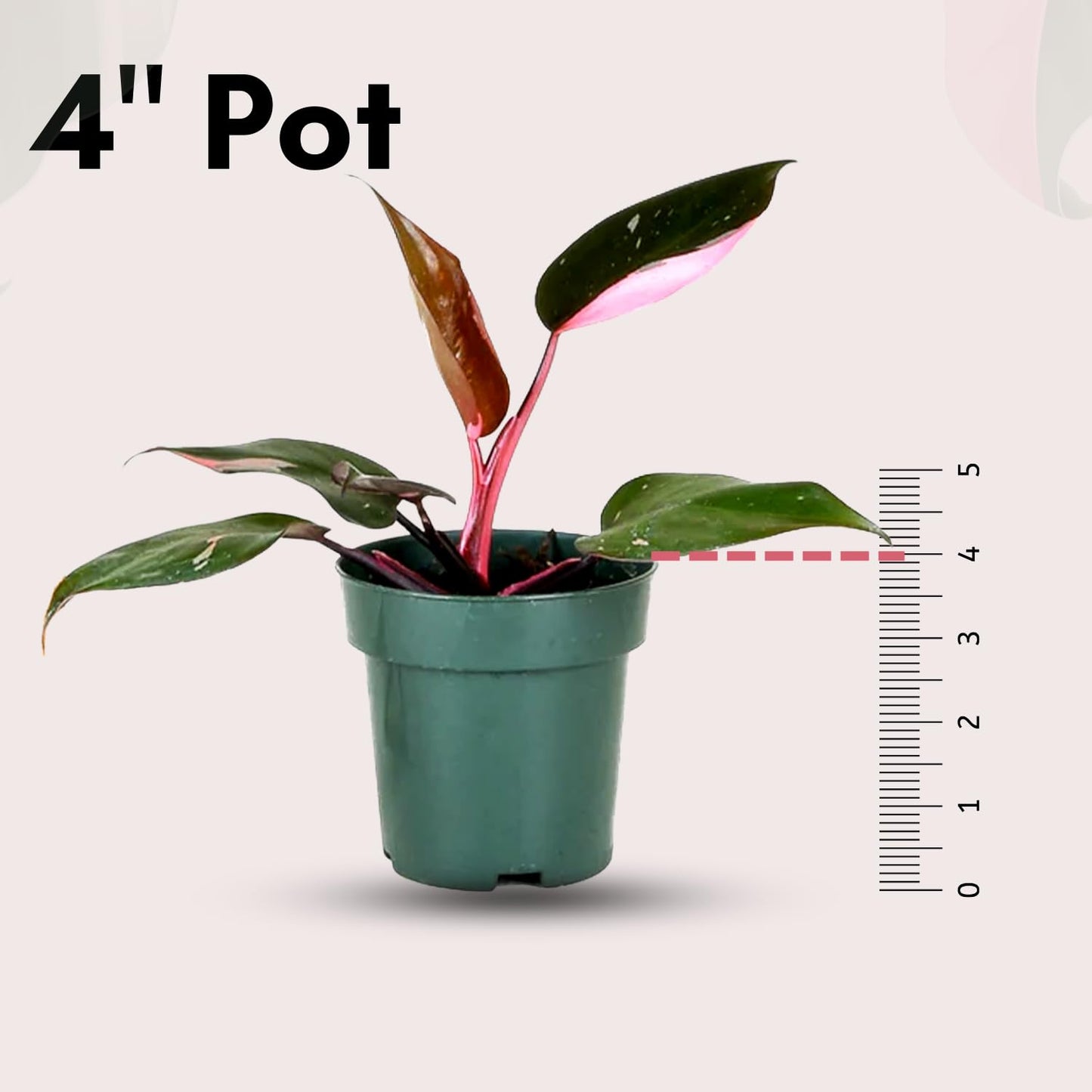4 Inches Philodendron Pink Princess Live Plant with 4" Pot - Philodendron Plant Live Easy to Grow and Air Purifying - Indoor Houseplants for Home Office Wedding Decor & Gift Idea(Heat Pack Included)