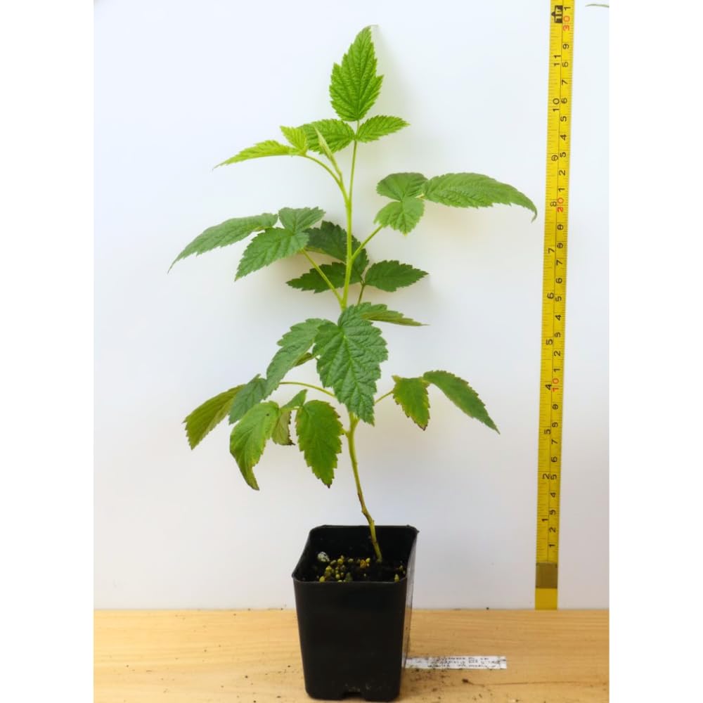Raspberry Plant Live for Planting 6 to 12 Inch Height, Raspberry Bush Live Plant to Grow, Sweet Raspberries Seedling Outdoor (Purple Raspberry)