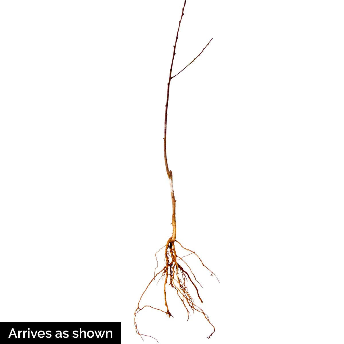 Direct Gardening Fantasia Reachables Dwarf Nectarine Dormant Bare Root Fruit Bearing Starter Tree - Can't Ship to CA, CO, ID, MT, OR, or WA
