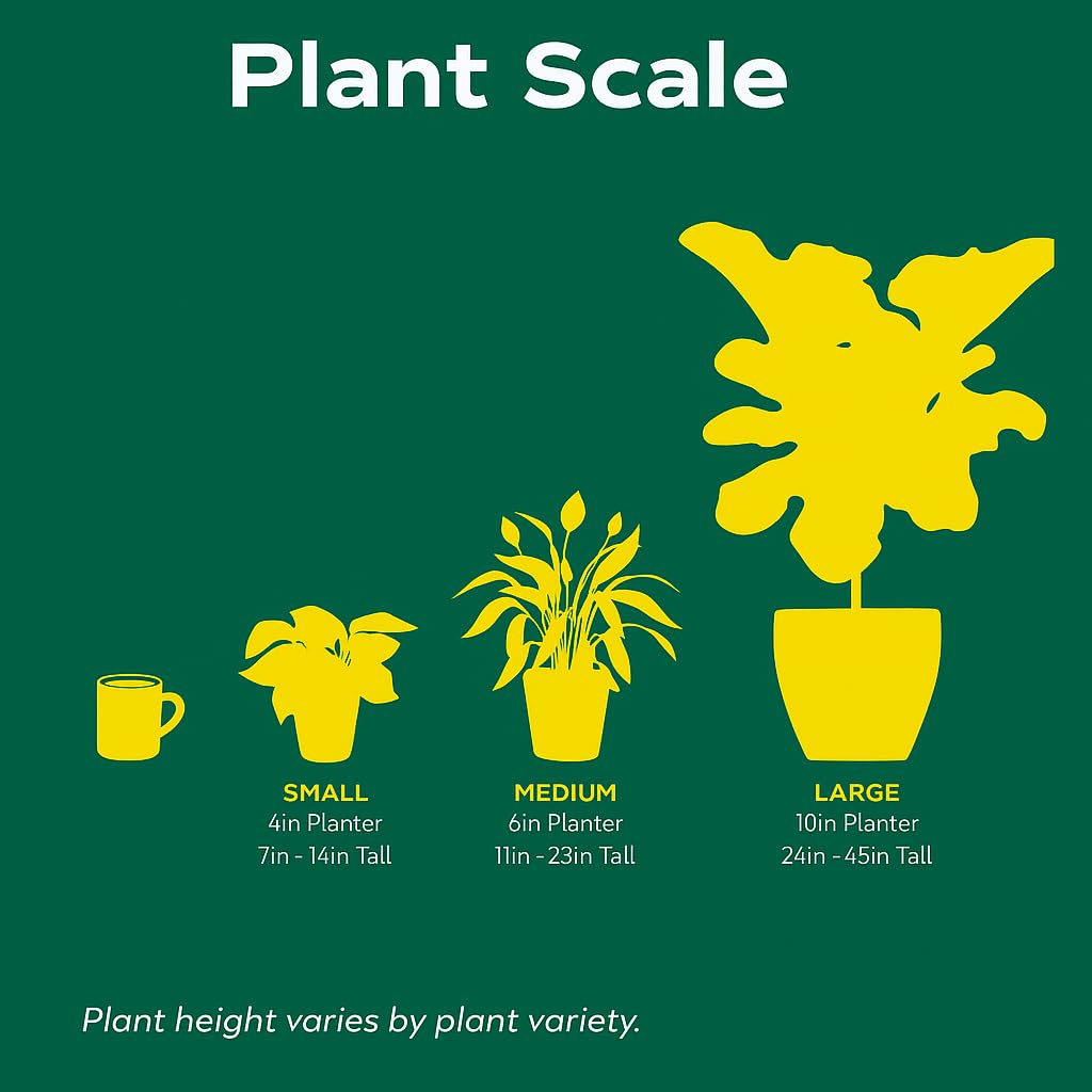 Palm Ponytail | Live Plant for Indoor & Outdoor | for Living Room, Office, Bathroom | (4" Pot)