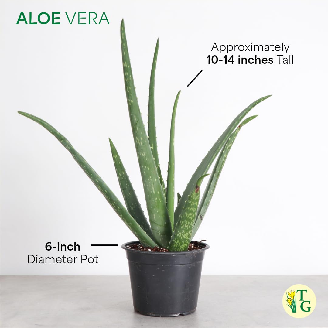 Thorsen's Greenhouse Aloe Vera, Live Indoor Plant, Aloe barbadensis, Easy to Grow, Succulent, Natural Air Purifier, 6" Diameter Pot (Navy)