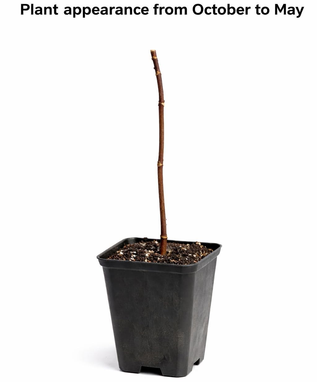 American Beautyberry Shrub/Bush - 4-8" Tall Live Plant - 2.5" Pot - Purple Beauty Berry Seedling - Callicarpa Americana
