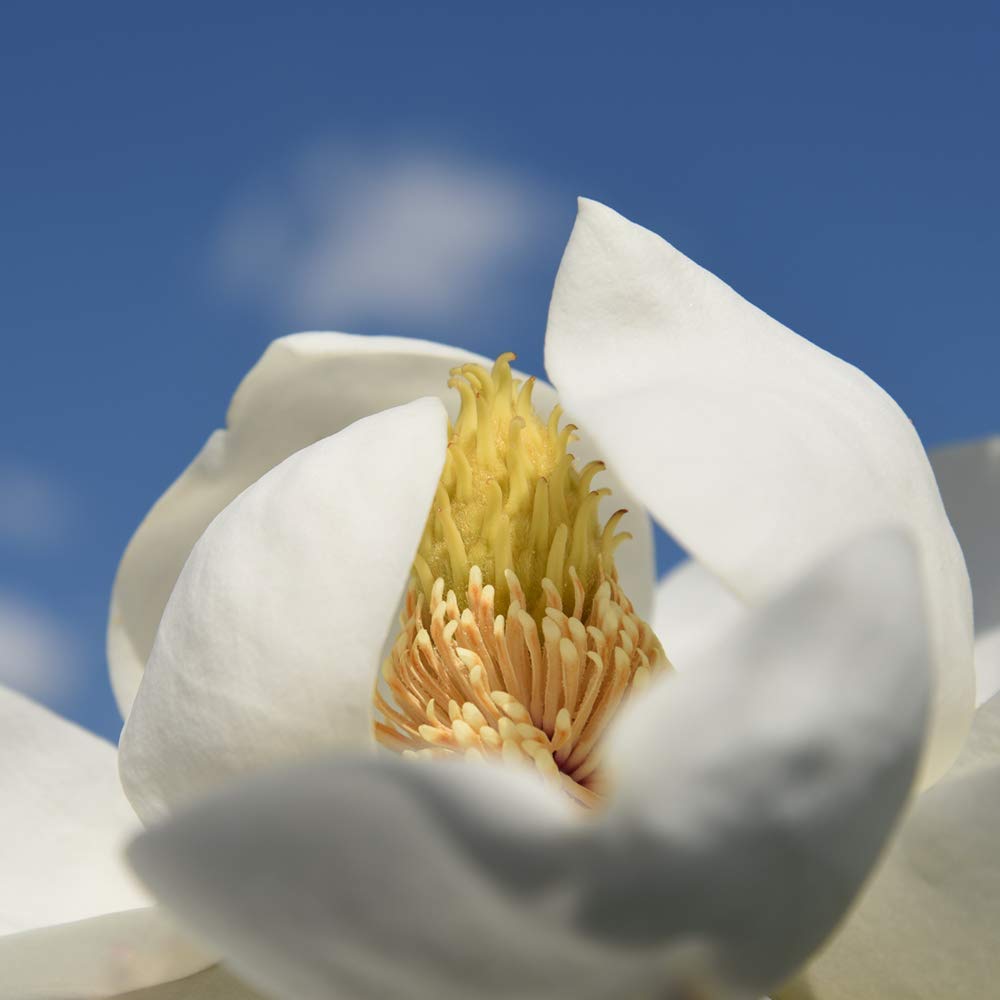 Perfect Plants Little Gem Magnolia Live Plant, 3-4', Includes Care Guide