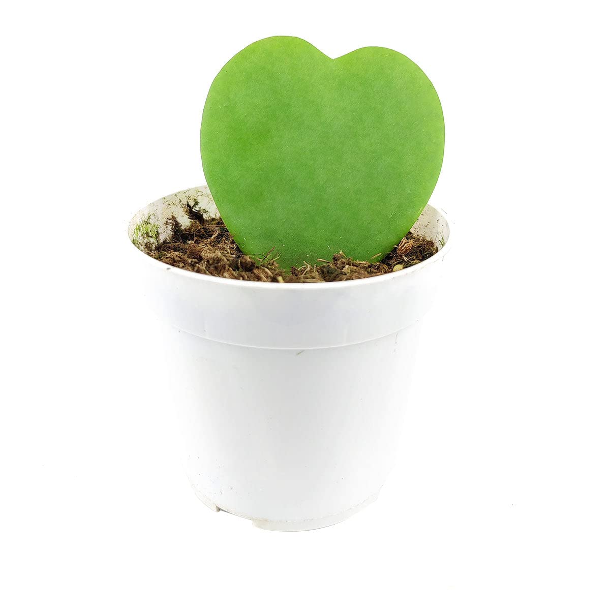 Hoya Kerrii Heart (2" Grower Pot) - Sweetheart or Valentine Hoya - Heart Shaped Leaf Houseplant - Live Healthy Houseplant for Home Office Decoration
