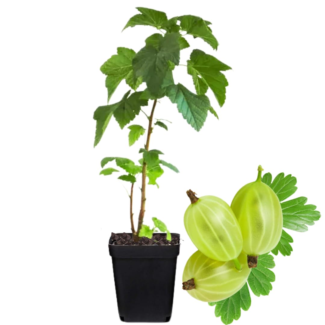 Sweet Gooseberry Plant Live, Gooseberry Bush Live Plant 5 to 9 Inch Tall, Gooseberry Fruit Tree