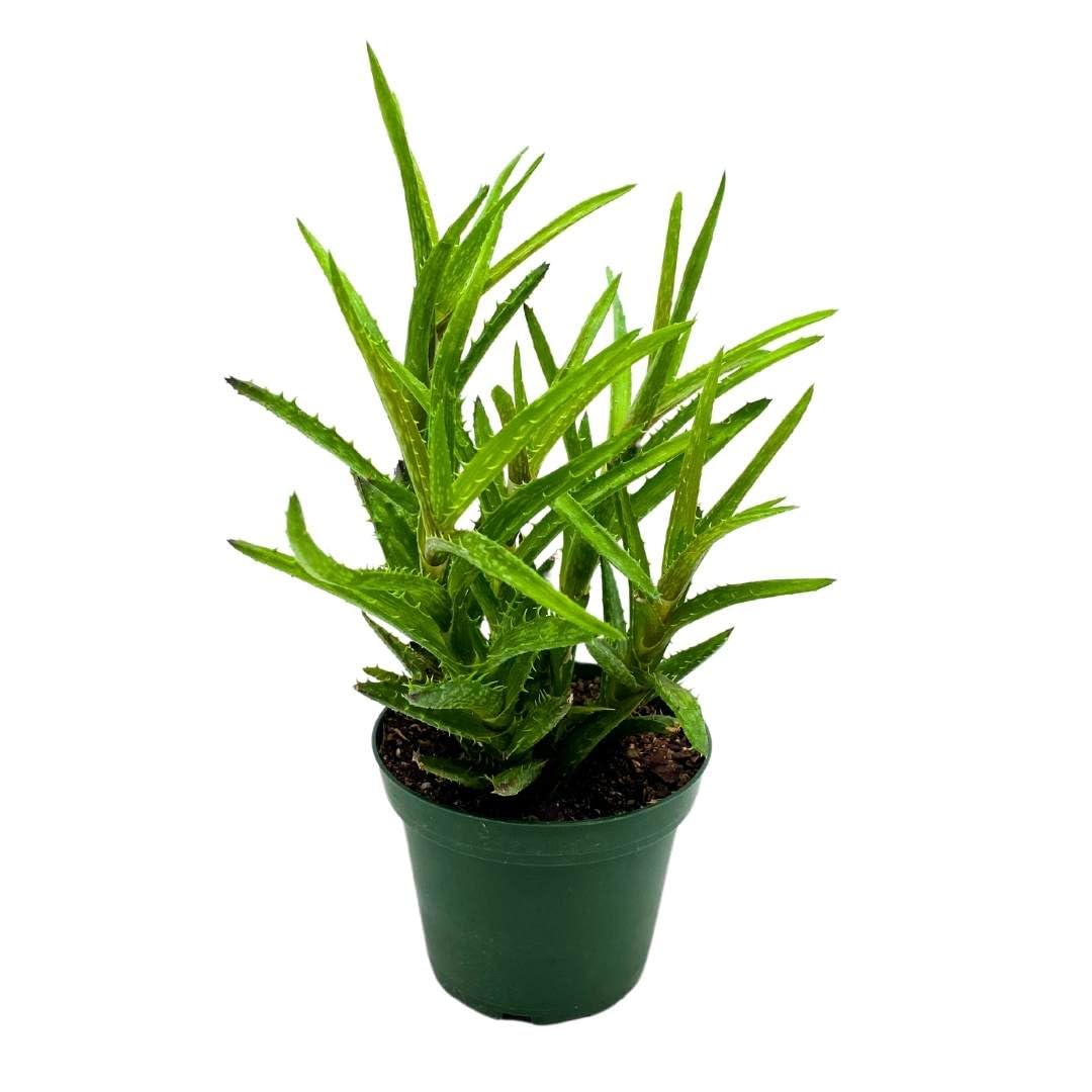 BubbleBlooms Tiger Tooth Aloe in a 4 inch Pot juvenna