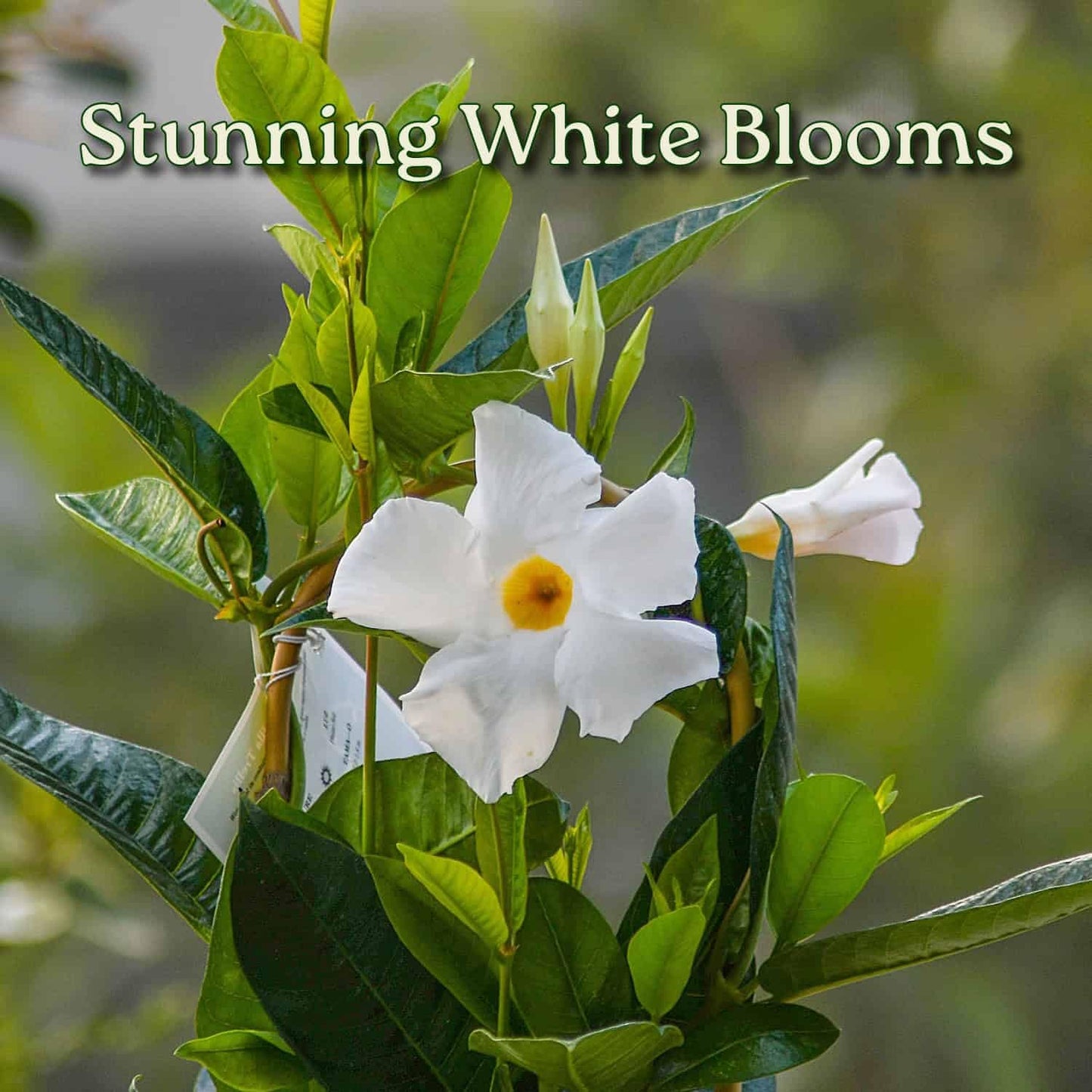 Tropical Plants of Florida White Mandevilla Trellis Live Plant - 1 Gallon 18 to 20 Inch Tall Tropical Flowering Vine Hoop Support Indoor Outdoor Patio Plant