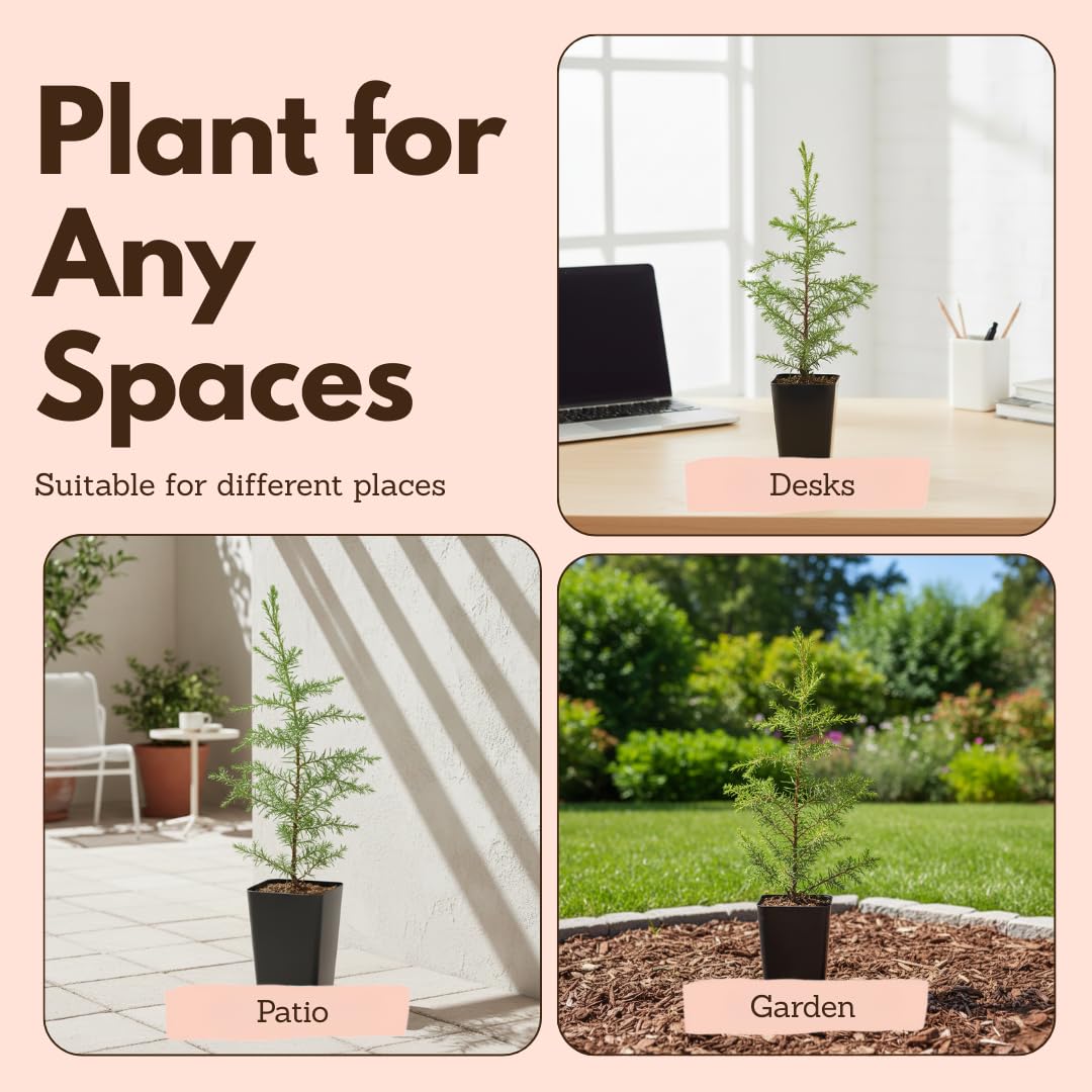 My Shelfie – Arizona Cypress Bonsai Starter Tree (Cupressus arizonica), Live Evergreen Plant for Indoor or Outdoor Bonsai Forest Garden, Home & Living Room Décor (3)