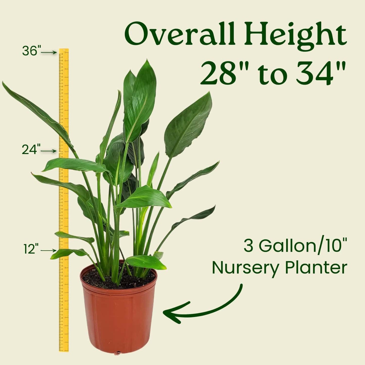 Tropical Plants of Florida Bird of Paradise Live Plant Orange Flower with Soil and Heat Pack - 3 Gallon 30 to 36 Inch Tall Indoor Outdoor Tropical Foliage Plant