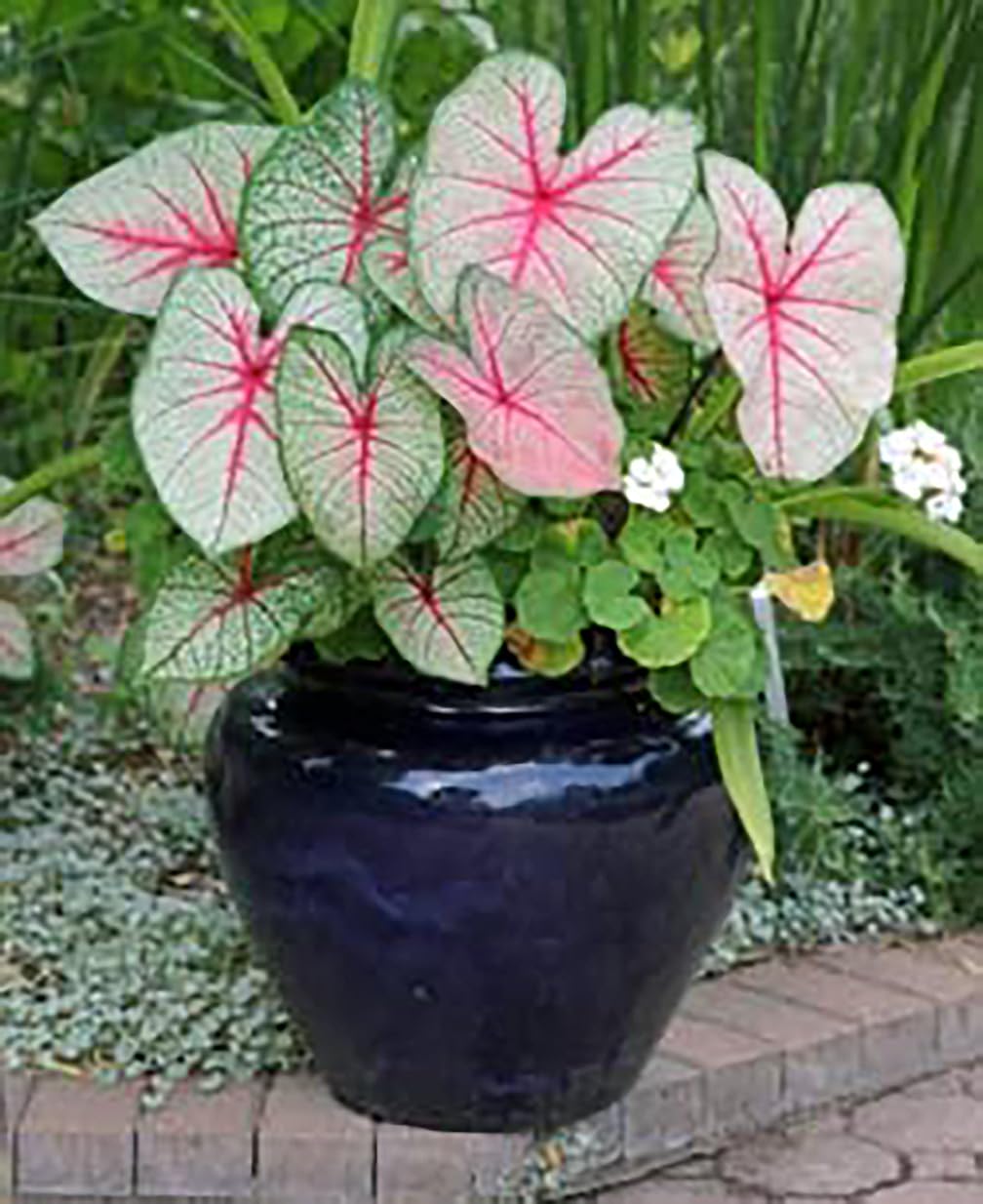 Fancy Leaf Caladium Bulbs - Moonlight Variety - Giant Caladium Plants for Stunning Garden Display - Large Size Root for Zones 9-11, Ideal for Bulk Planting & Landscaping