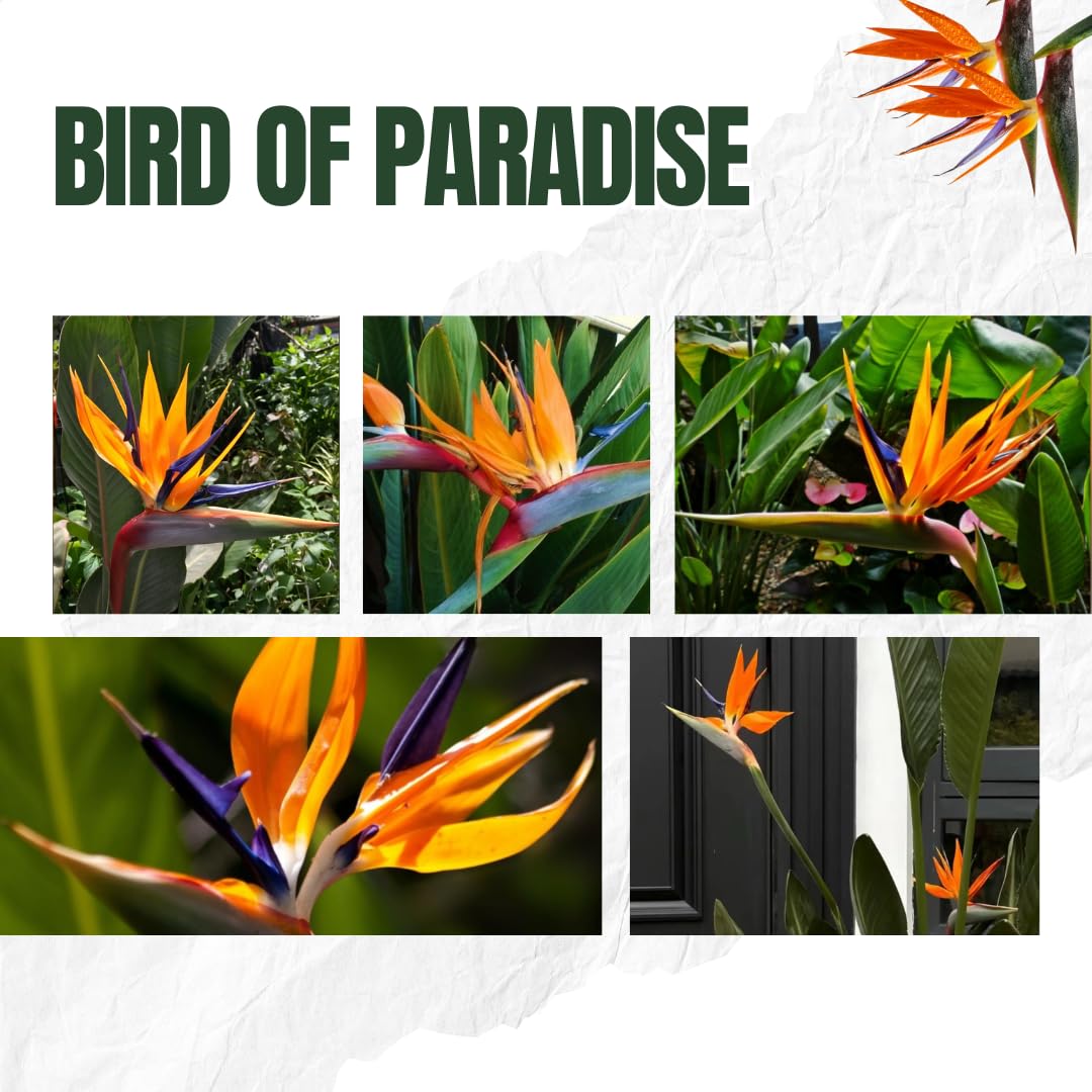 Orange Bird of Paradise Live Plants, Strelitzia Reginae Plants Tropical Perennial Blooming, 4-9 Inches Houseplant Decor Indoor Outdoor, No Pot