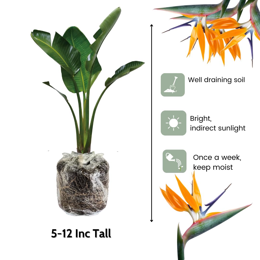 2 Orange Bird of Paradise Plants Live, Cold Hardy, 4-7" in Tall, Fast Growing, Strelitzia Reginae Flower for Spring Landscaping Ornamental Indoor Outdoor