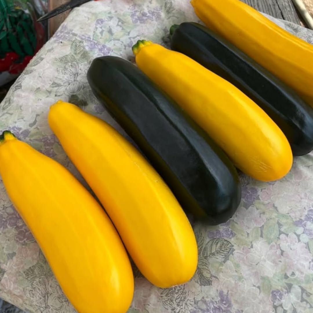 2 Yellow Zucchini Plants Live for Planting, 4 Inc Pot, Vegetable Squash Live Plant, Gardening Squash Plant Live, Yellow