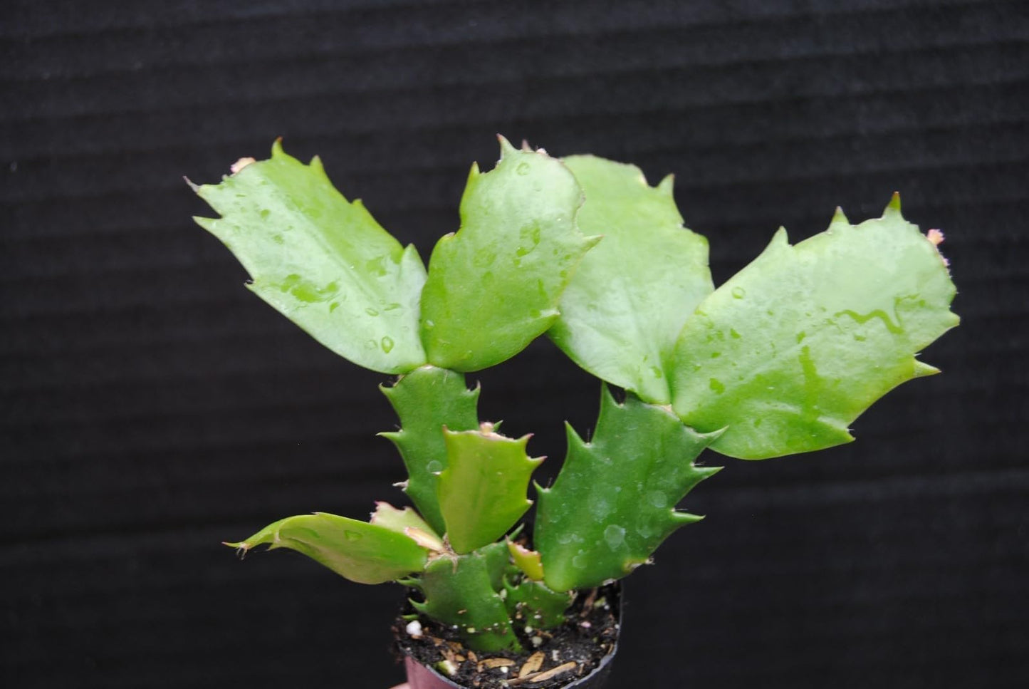 Live Plant - Christmas Cactus Starter Plant Honolulu Sun Schlumbergera Truncata