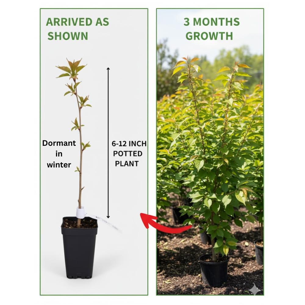 Cherry Blossom Tree, Live Ornamental Tree 6-12" Tall in Pot, Beautiful Spring Blooms for Outdoor Planting (Snow Cherry Blossom)