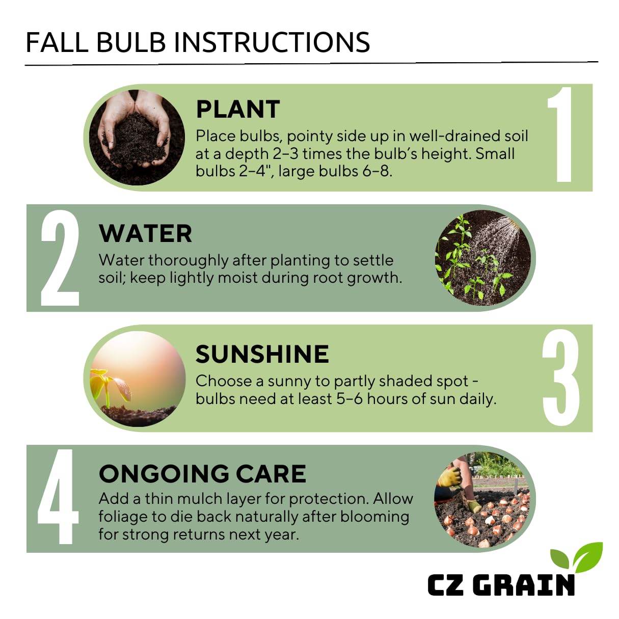 Dragon Heart Caladium Bulbs for Planting - Perennial Hosta, Elephant Ears, Fancy (6 Bulbs)