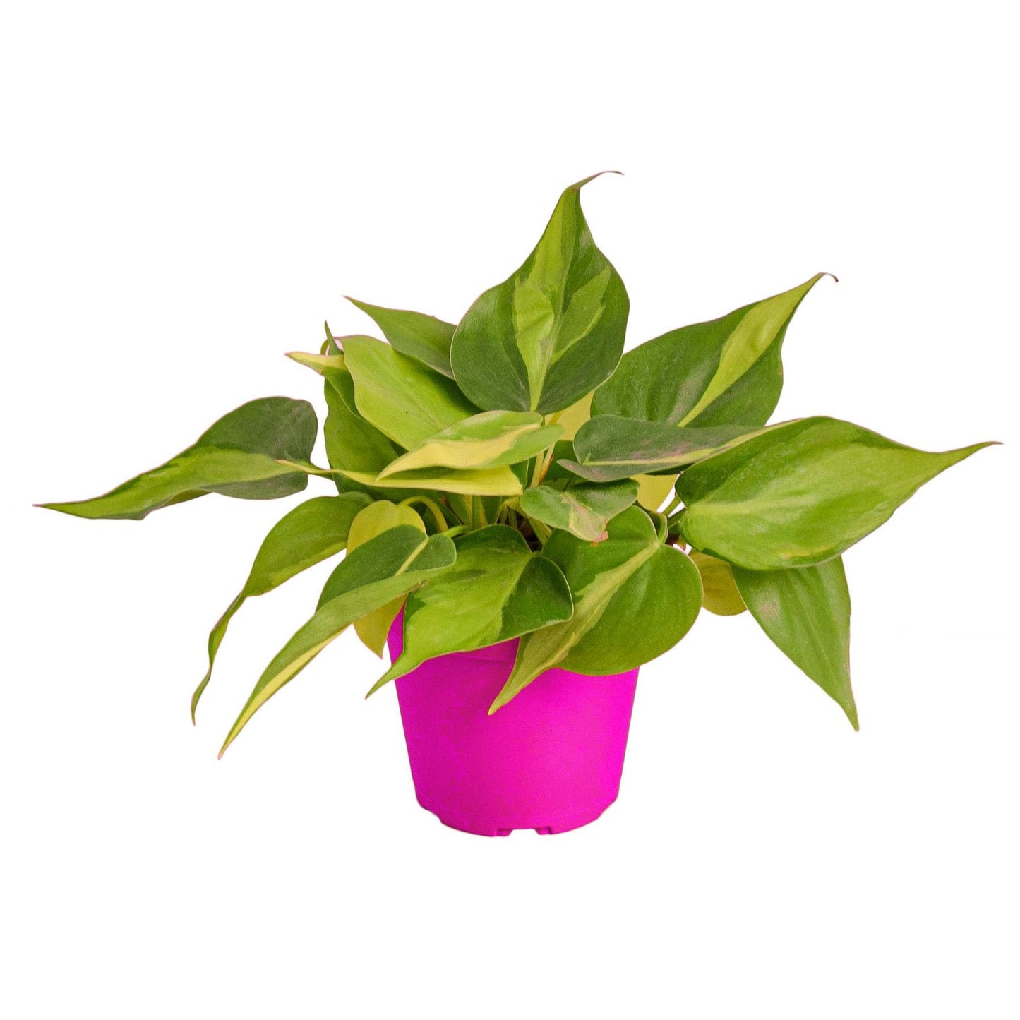 2 Pack Philodendron 'Brasil' - 4" Pot in 4in Pot - Live Tropical Houseplant - Easy to Grow | Air Purifying | Variegated | USA Growers | The Snobby Leaf