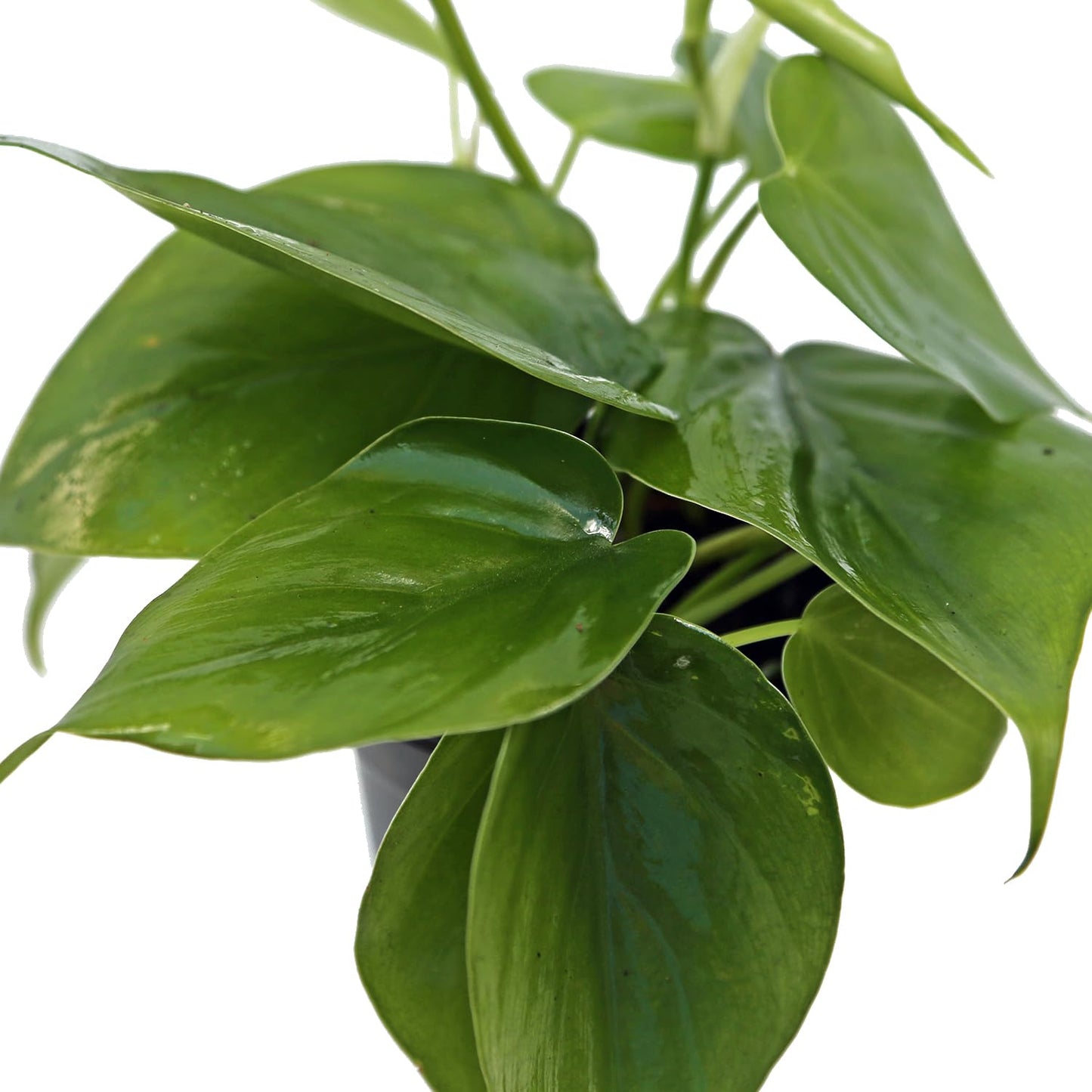 8 Pack Live Heartleaf Green Philodendron, Philodendron Hederaceum, Potted Houseplant, Gardening Gift, Birthday Gift, Sympathy Gift, Plant Lover Gift in 4" Pot