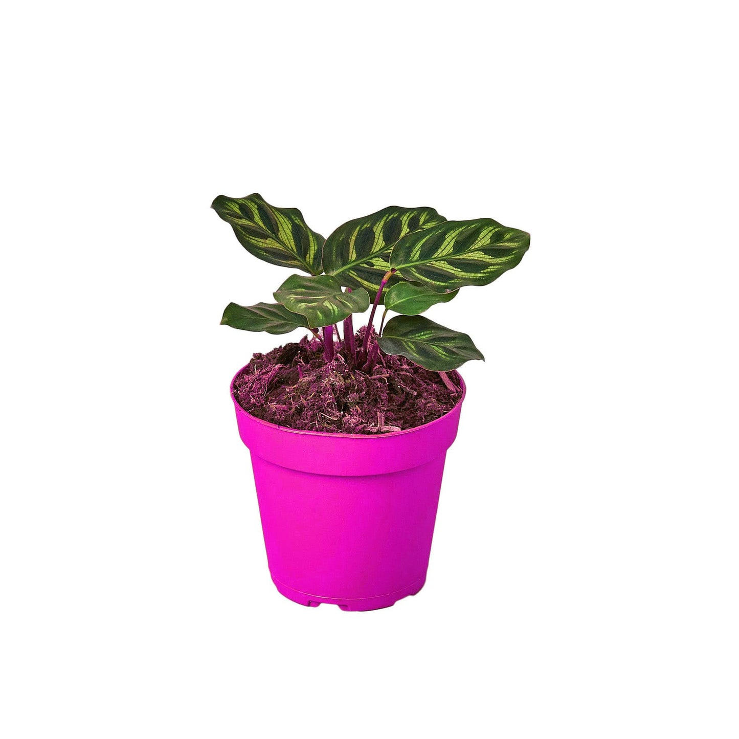 7 Pack Calathea 'Makoyana' in 6in Pot - Live Tropical Houseplant - Easy to Grow | Air Purifying | Pet Friendly | Variegated | USA Growers | The Snobby Leaf