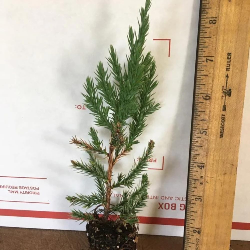 Spiny Greek Juniper (4)