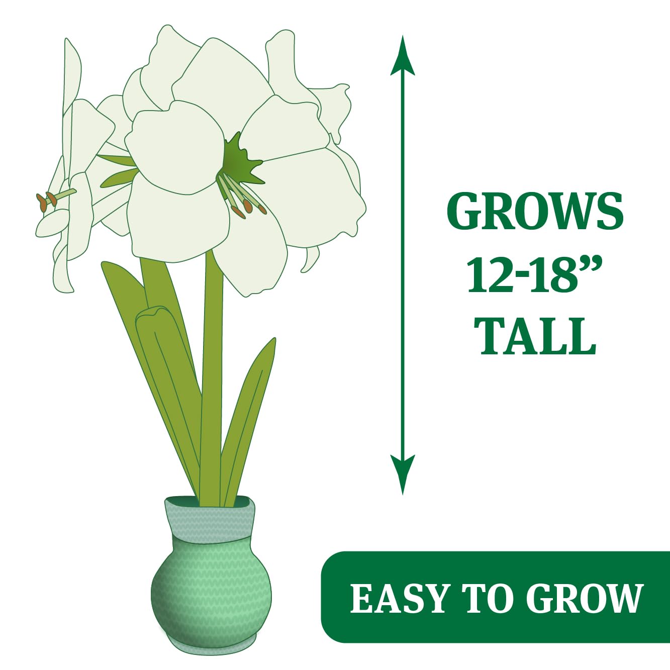 Frosty and Friends Sweater Amaryllis Flower Bulb with Stand, No Water Needed, Gift Ready