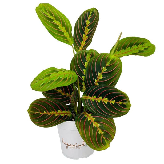 Hopewind Plants Shop, Red Prayer Plant, Red Maranta, Gorgeous Live Indoor Plant, Easy to Care and Rare Variety 4 inch Pot