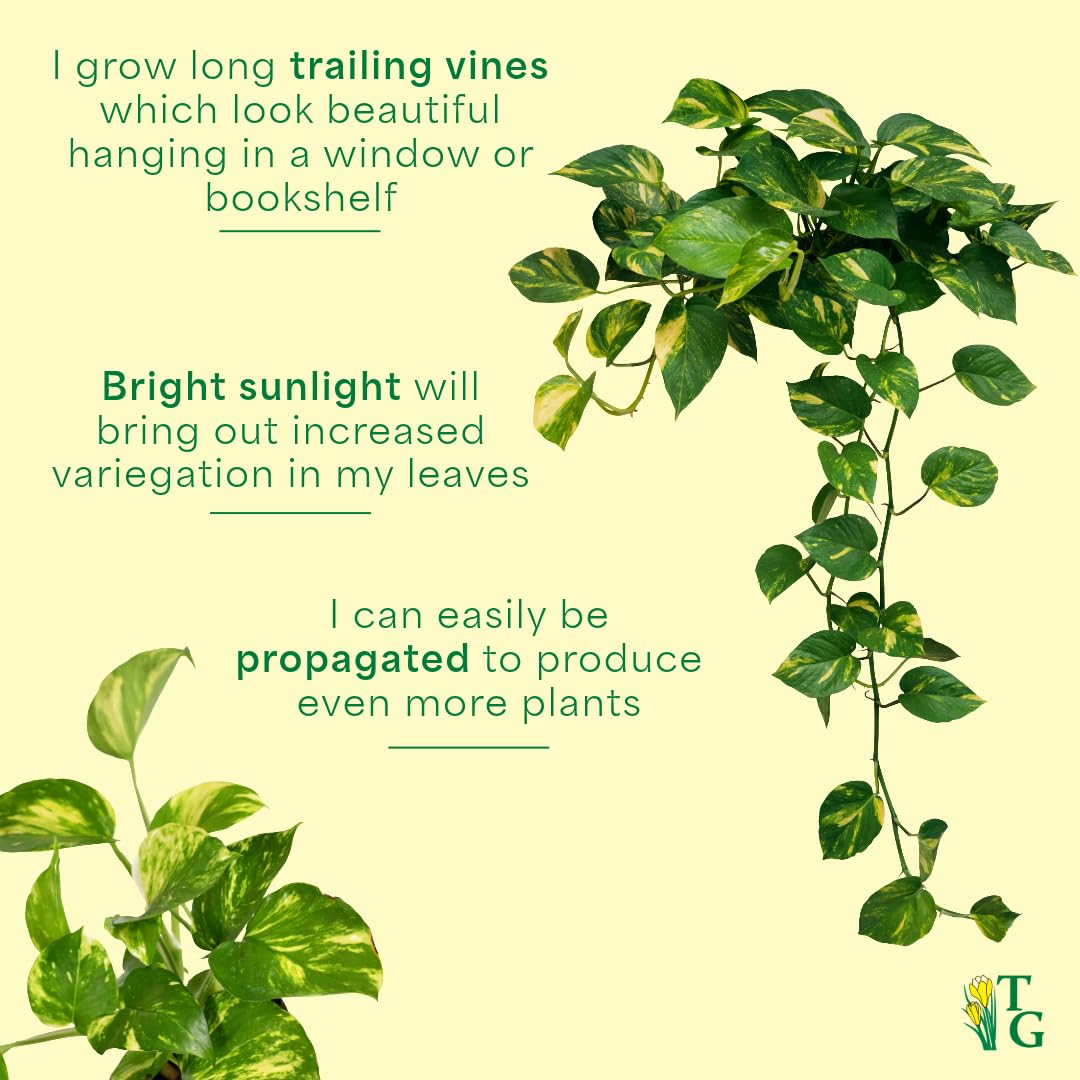 Thorsen's Greenhouse Golden Pothos, Live Indoor Vining Plant, Easy to Grow, Variegated Houseplant, Natural Air Purifier (Copper, 4-inch Pot)