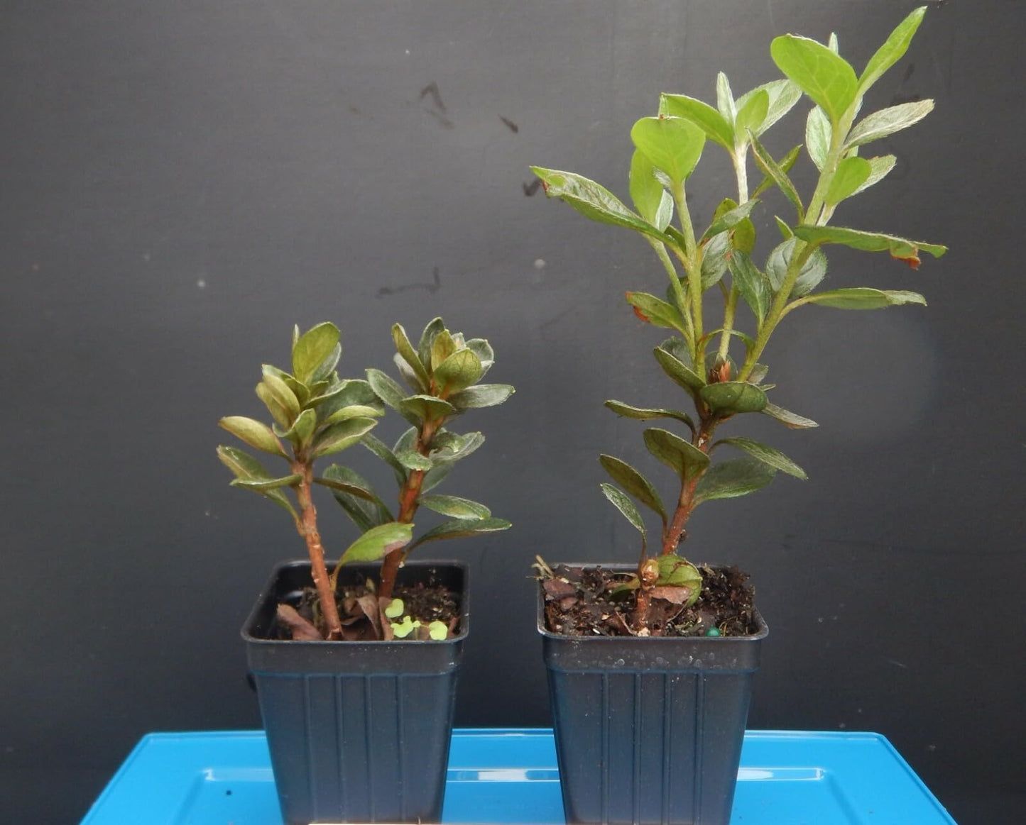 Live Plant - Snow Azalea Rhododendron Deciduous Small Rooted Starter Plant