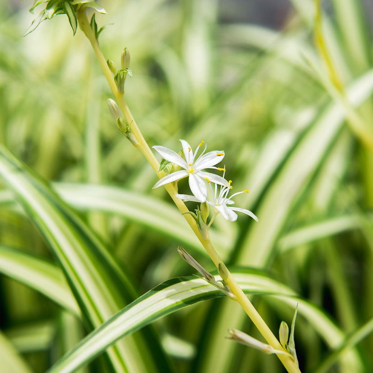 Perfect Plants Spider Plant in 6in. Grower's Pot | Live Houseplant for Indoor Growing | Easy to Care for & Keep Alive | Beautiful Green & White Variegated Leaves