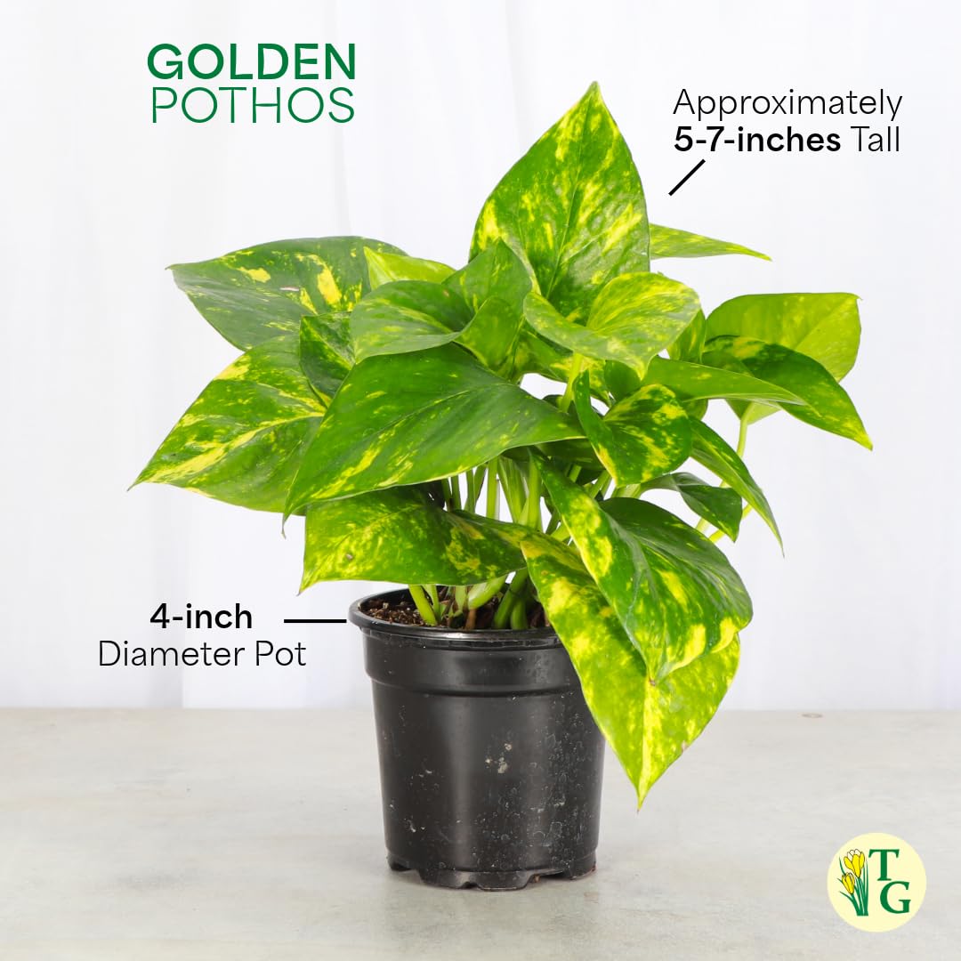 Thorsen's Greenhouse Golden Pothos, Live Indoor Vining Plant, Easy to Grow, Variegated Houseplant, Natural Air Purifier (3 Pack Nursery Pots, 4-inch Pot)